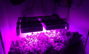 G8 LED grow lights