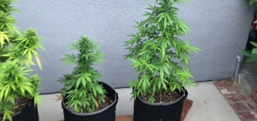 Key Differences Between Growing Marijuana Indoors and Outdoors
