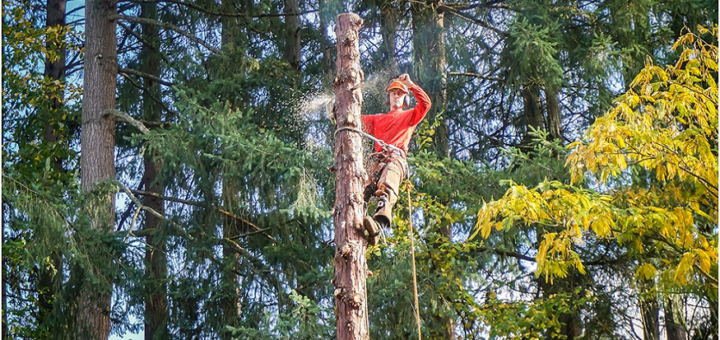 Summer Time Is the Perfect Opportunity for Tree Care
