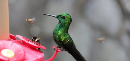 Make Hummingbirds Feel at Home in Your Yard