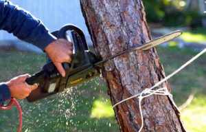 Benefits of Hiring Experts for Tree Stump Removal