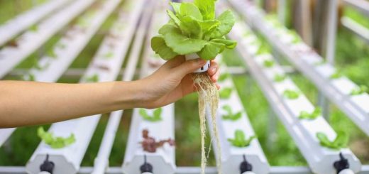 STEP-BY-STEP CULTIVATION OF HYDROPONIC PLANTS